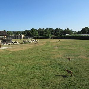 Multi-Acre African Savanna