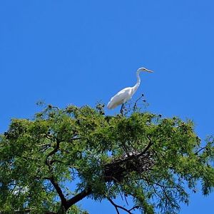 Great Egret wild
