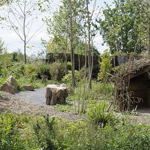 Islands Extra - spot the anoa