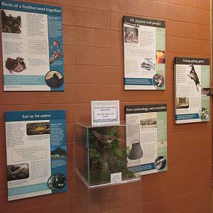 Passenger Pigeon Memorial Wall