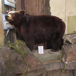 American Black Bear
