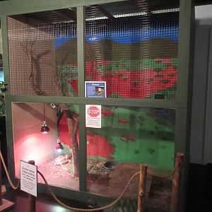 African Spurred Tortoise Exhibit (ambassador animal)