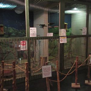 Eastern Screech Owl Exhibit (ambassador animal)
