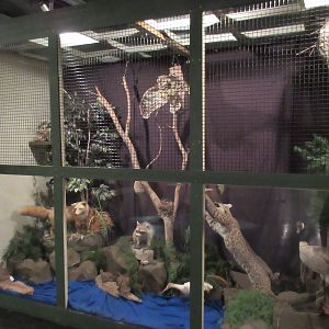 Nature Diorama