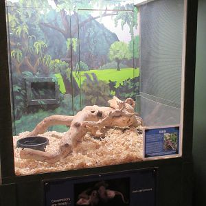 Boa Constrictor Exhibit