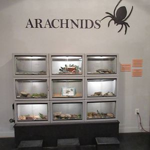 Arachnid Terrariums