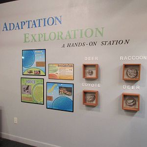 Adaptation Themed Wall