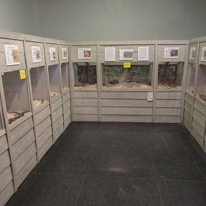 Assorted Terrariums - Texas Snakes