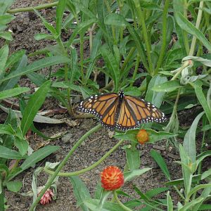 Wild Monarch Butterfly South Park,PA Allegheny County 7/19/15