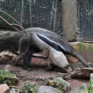 Giant Anteater