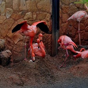 Flamingo Exhibit