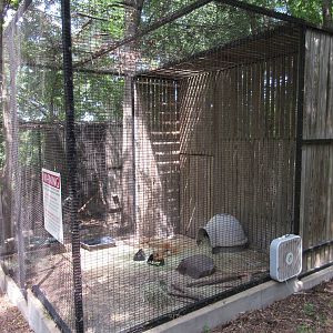 Animals of the World - Patagonian Cavy Exhibit