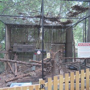 Animals of the World - White-Nosed Coati Exhibit