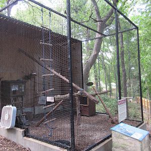 Animals of the World - Ring-Tailed Lemur Exhibit