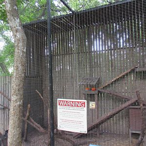 Animals of the World - Raccoon Exhibit (albino)