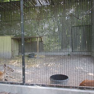 Animals of the World - White-Tailed Deer Exhibit (holding cage)