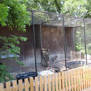 Animals of the World - Capybara Exhibit