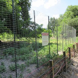 Animals of the World - White-Tailed Deer Exhibit