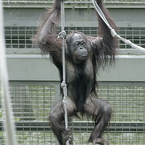 Bornean orang utan Willie