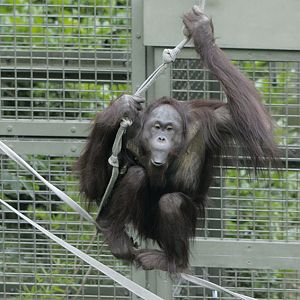 Bornean orang utan Willie