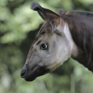 Okapi calf Usala