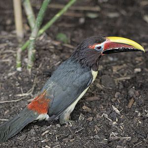 Green aracari
