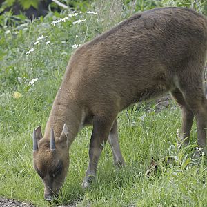 Subadult lowland anoa