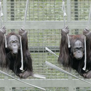 Bornean orang utan Willie