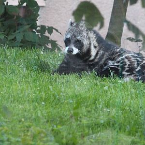 African civet; July 2015