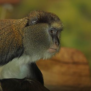 Campbell's guenon; July 2015