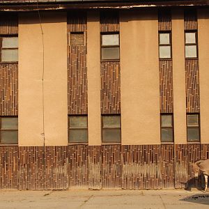 Somali wild ass; July 2015