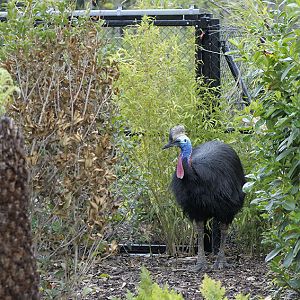Southern cassowary in Islands