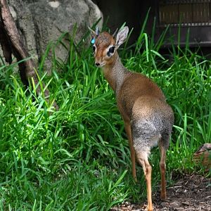Kirks Dik-Dik