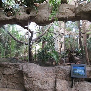 Jungle Junction Exhibit (Giant Anteater, Swainson's Toucan, etc)