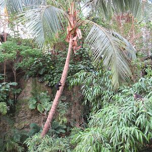 Monkey Island - see two sakis?