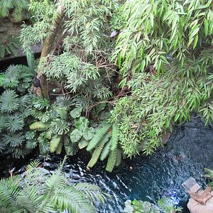 Manatee River (overhead view)