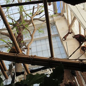 Red Howler Monkey Exhibit - the enclosure is high up and at an awkward angl