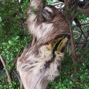 Brown-Throated Three-Toed Sloth