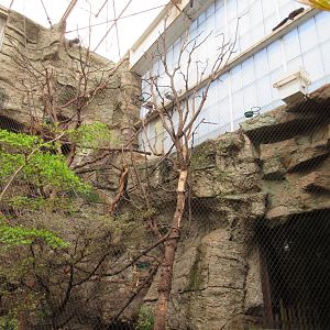 Bearded Saki Exhibit - there are at least 3 in this photo