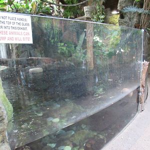 Giant River Otter Exhibit