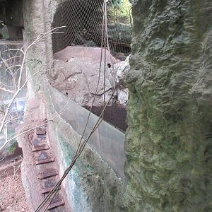 Giant River Otter Exhibit - stairs to lower level in enclosure