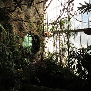 Golden Lion Tamarin Exhibit