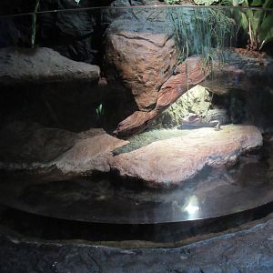 Dwarf Caiman Exhibit - shockingly small
