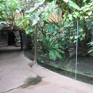 Orinoco Crocodile Exhibit