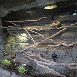 Toucan Terrace Exhibit