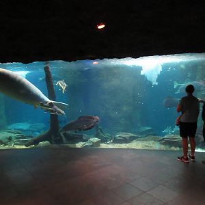 The River Exhibit (manatees, red-tailed catfish, at least 7 arapaima, etc)
