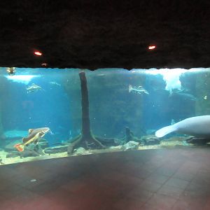 The River Exhibit (manatees, red-tailed catfish, at least 7 arapaima, etc)