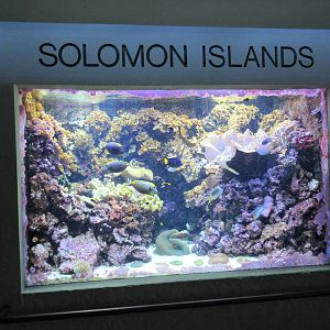 Solomon Islands Exhibit
