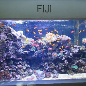 Fiji Exhibit