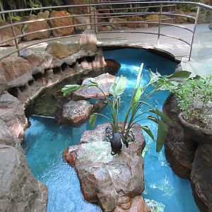 African Penguin Exhibit (half of it)